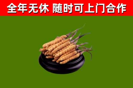 苏仙烟酒回收冬虫夏草.jpg