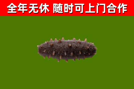 苏仙烟酒回收干海参.jpg